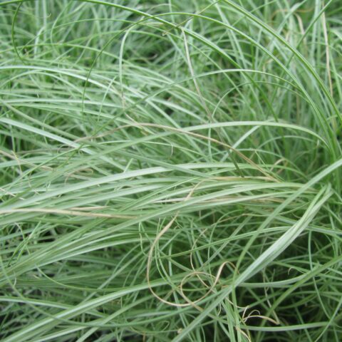 Carex comans "Amazon Mist"