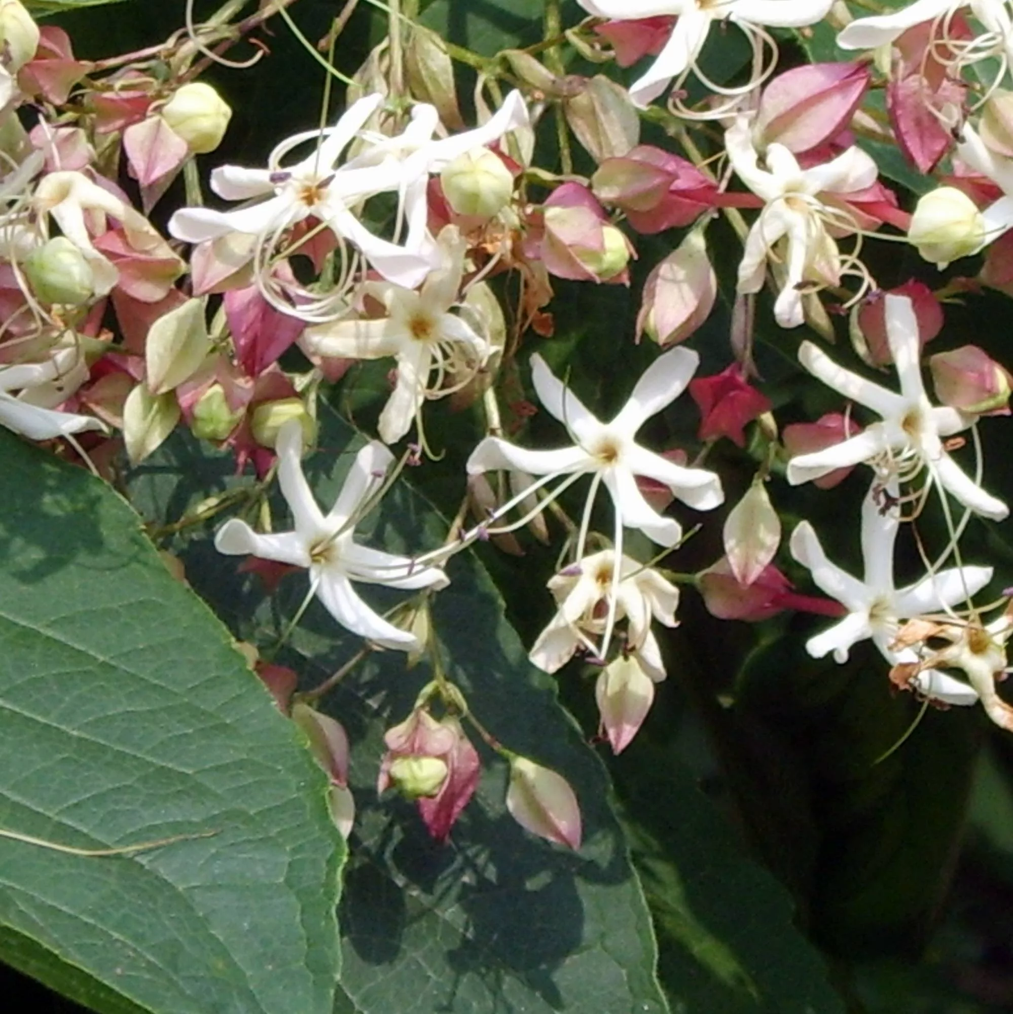 Clerodendrum trichotomum