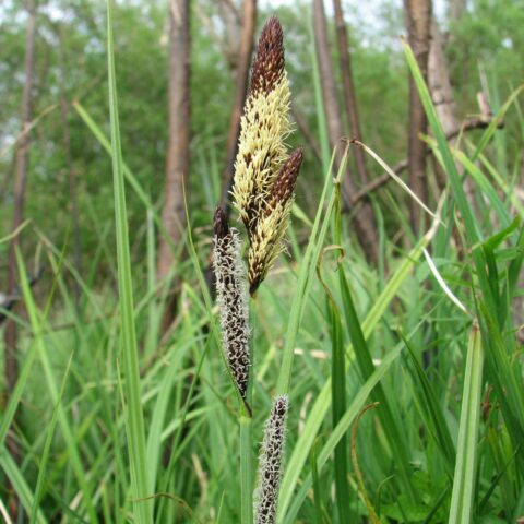 Carex acutiformis