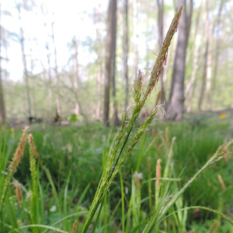 Carex sylvatica