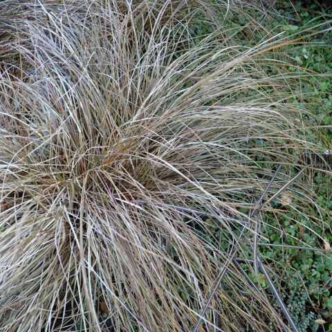 Carex flagellifera