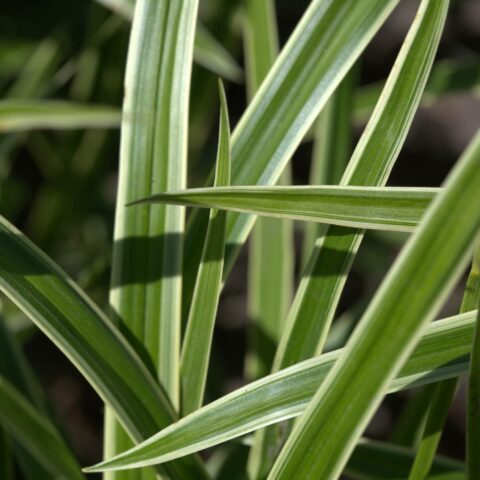 Carex morrowii "Ice Dance"