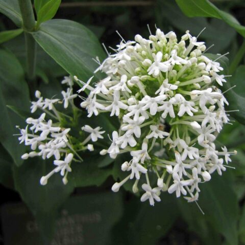 Centranthus ruber "Albus"
