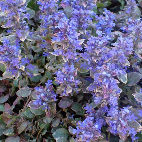 Ajuga reptans "Burgundy Glow"