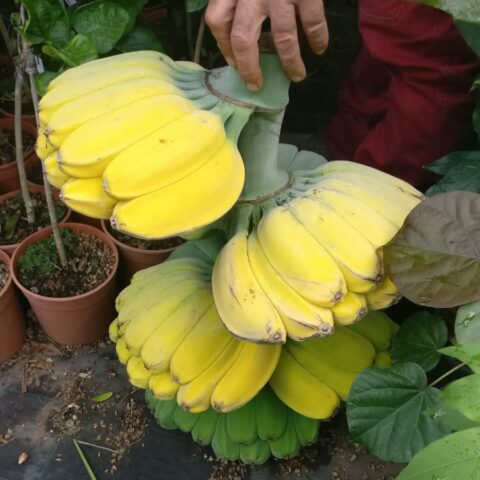 Musa x paradisiaca "Praying Hands"