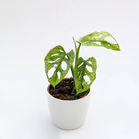 Monstera adansonii "Mint"