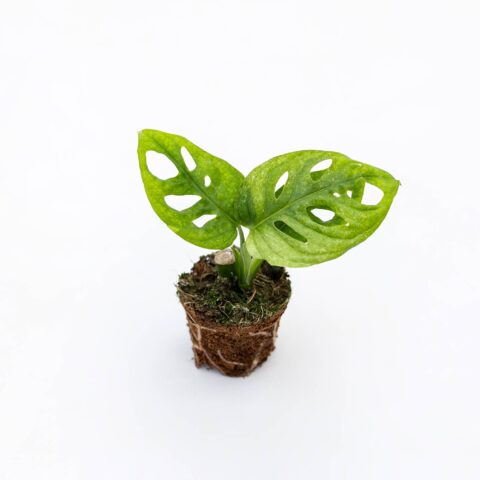 Monstera adansonii "Mint" Baby Plant
