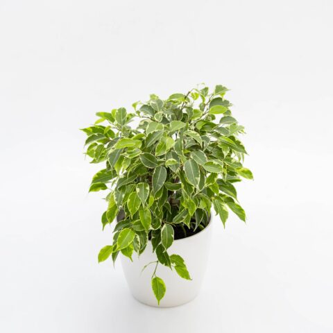 Ficus benjamina "Kinky Variegato"