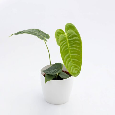 Anthurium veitchii