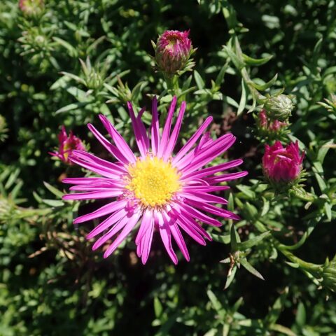Aster dumosus "Jenny"