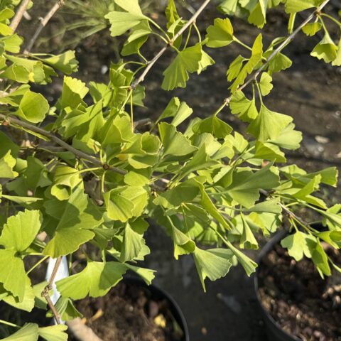 Ginkgo biloba "Tubifolia" (maschio - NO FRUTTI)