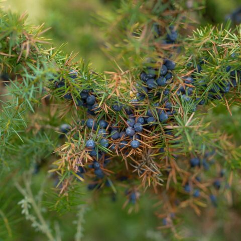 Juniperus communis