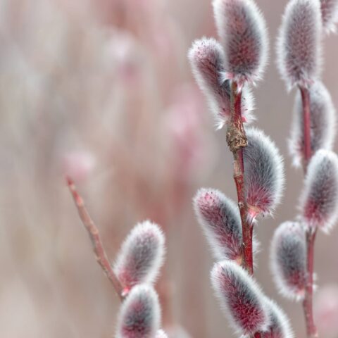 Salix chaenomeloides "Mount Aso"