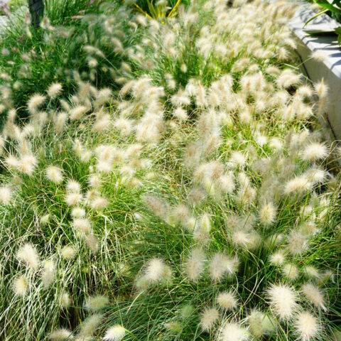 Pennisetum alopecuroides "Little Bunny"