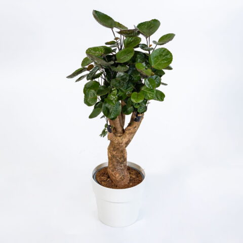 Polyscias fruticosa "Fabian"