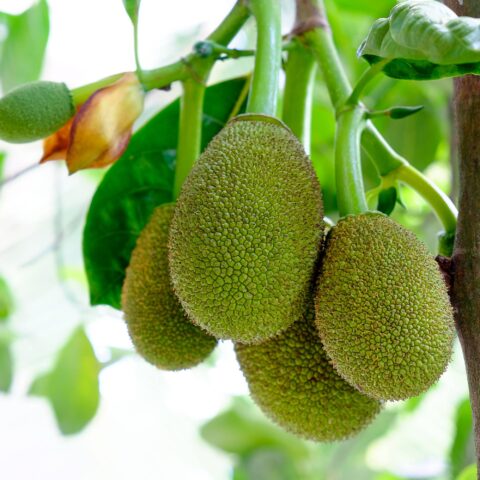 Artocarpus heterophyllus