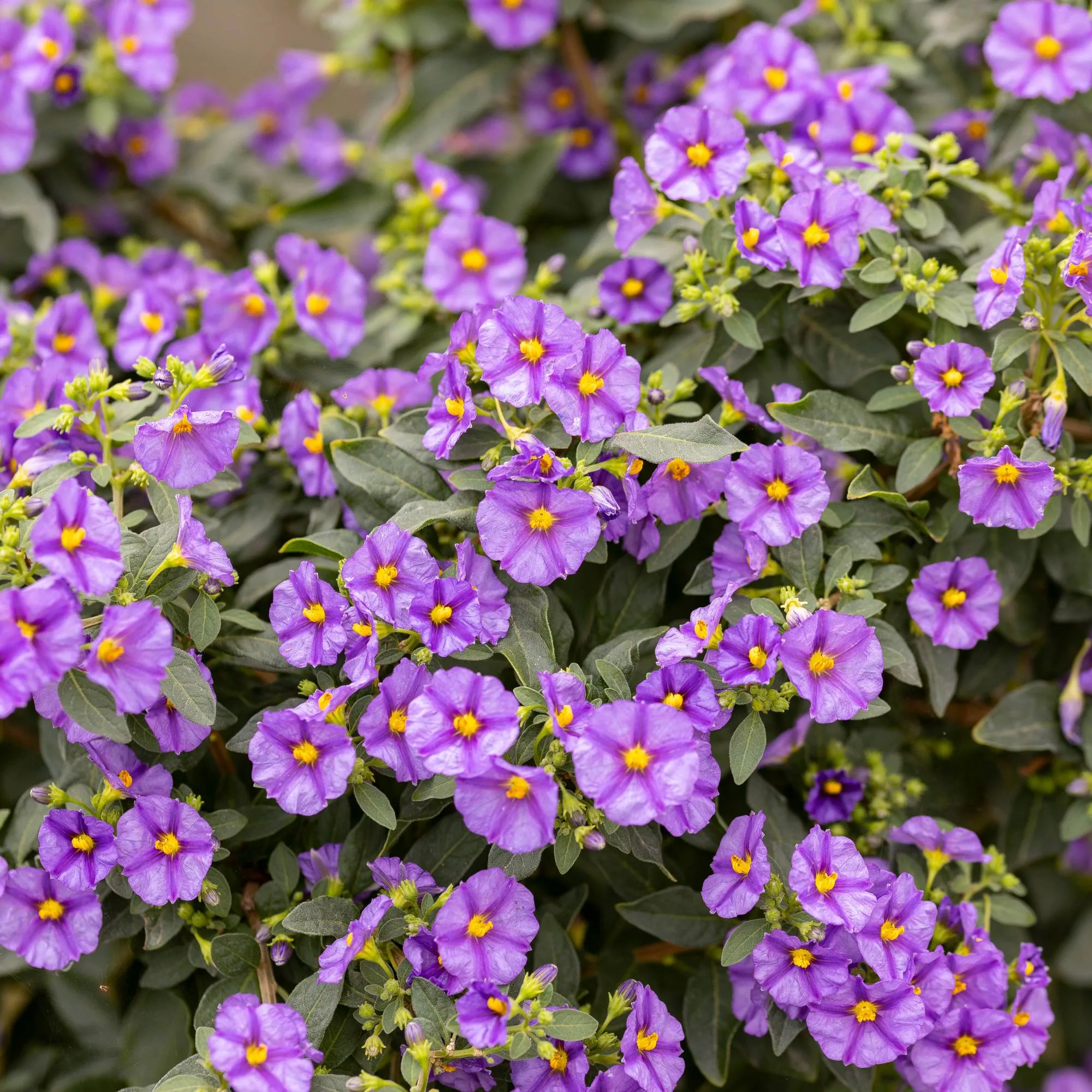 Solanum rantonnetii
