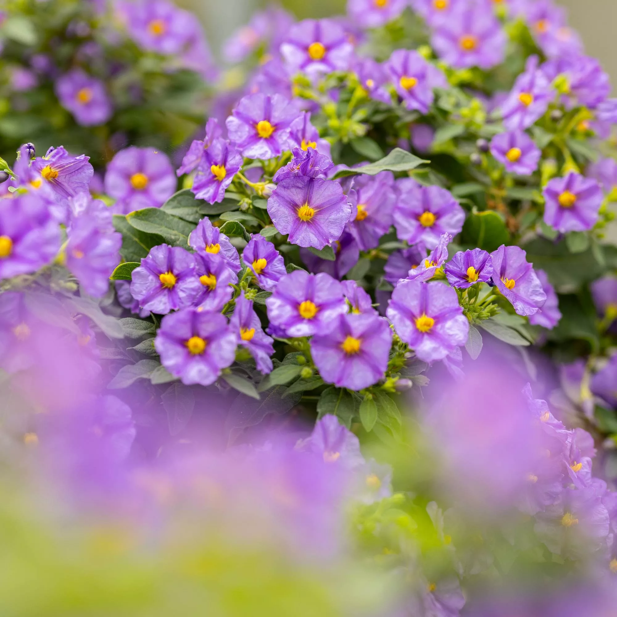 Solanum rantonnetii
