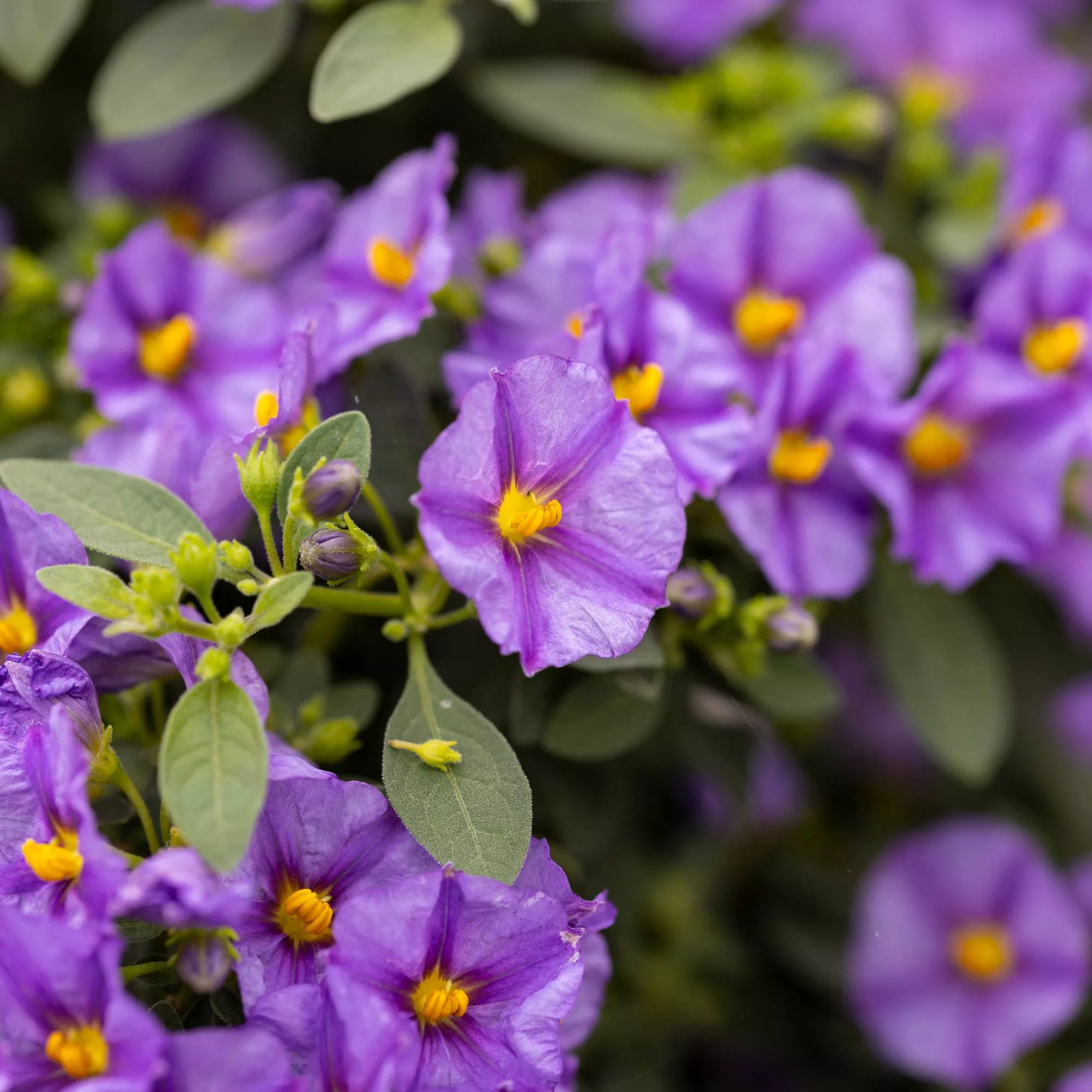 Solanum rantonnetii