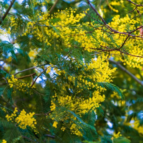 Acacia dealbata "Gaulois"