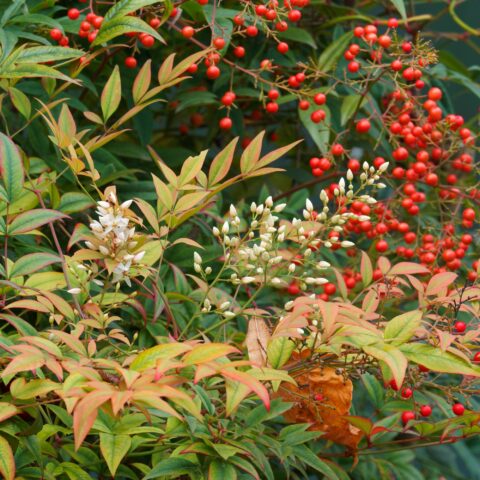 Nandina domestica