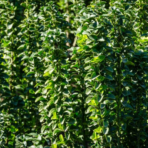 Euonymus japonicus "Benkomasaki"