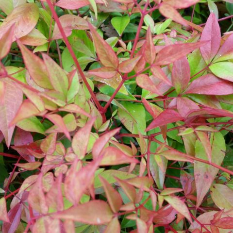 Nandina domestica "Obsessed"