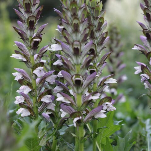 Acanthus mollis