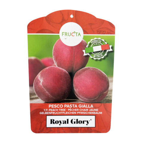 Pesco "Royal Glory"
