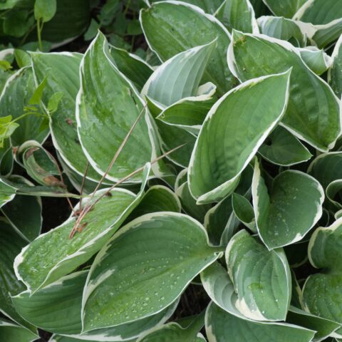 Hosta undulata "Albomarginata"