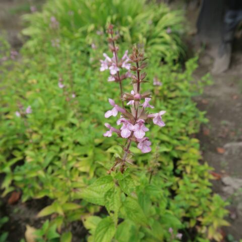 Stachys sieboldii
