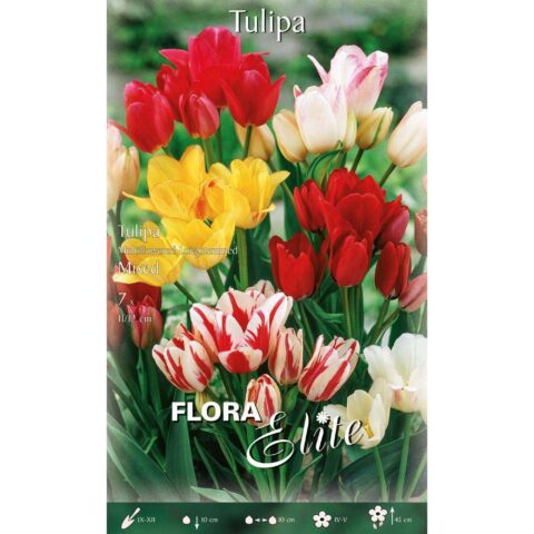 Tulipano Multifiore Stelo Lungo Mixed
