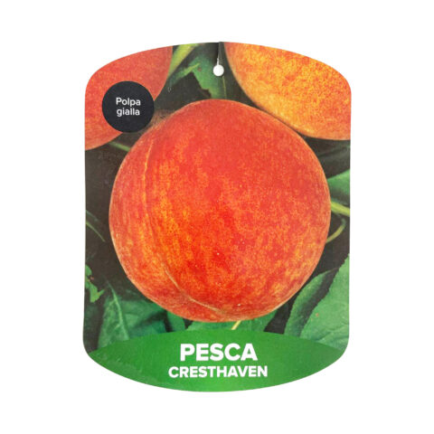 Pesco "Cresthaven"
