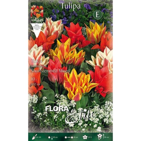 Tulipano Multifiore Stelo Corto Mixed