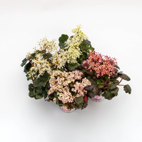 Saxifraga in variet