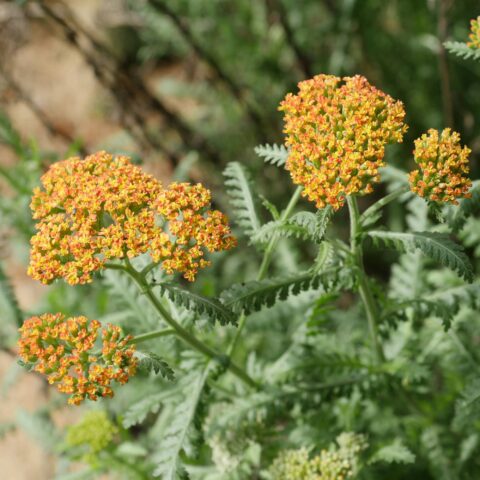 Achillea millefolium "Terracotta"