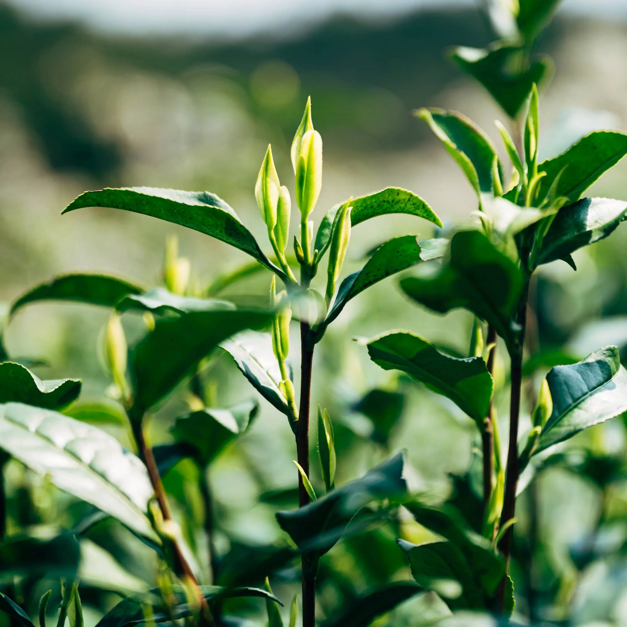 Camellia sinensis