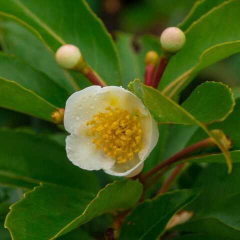 Camellia sinensis