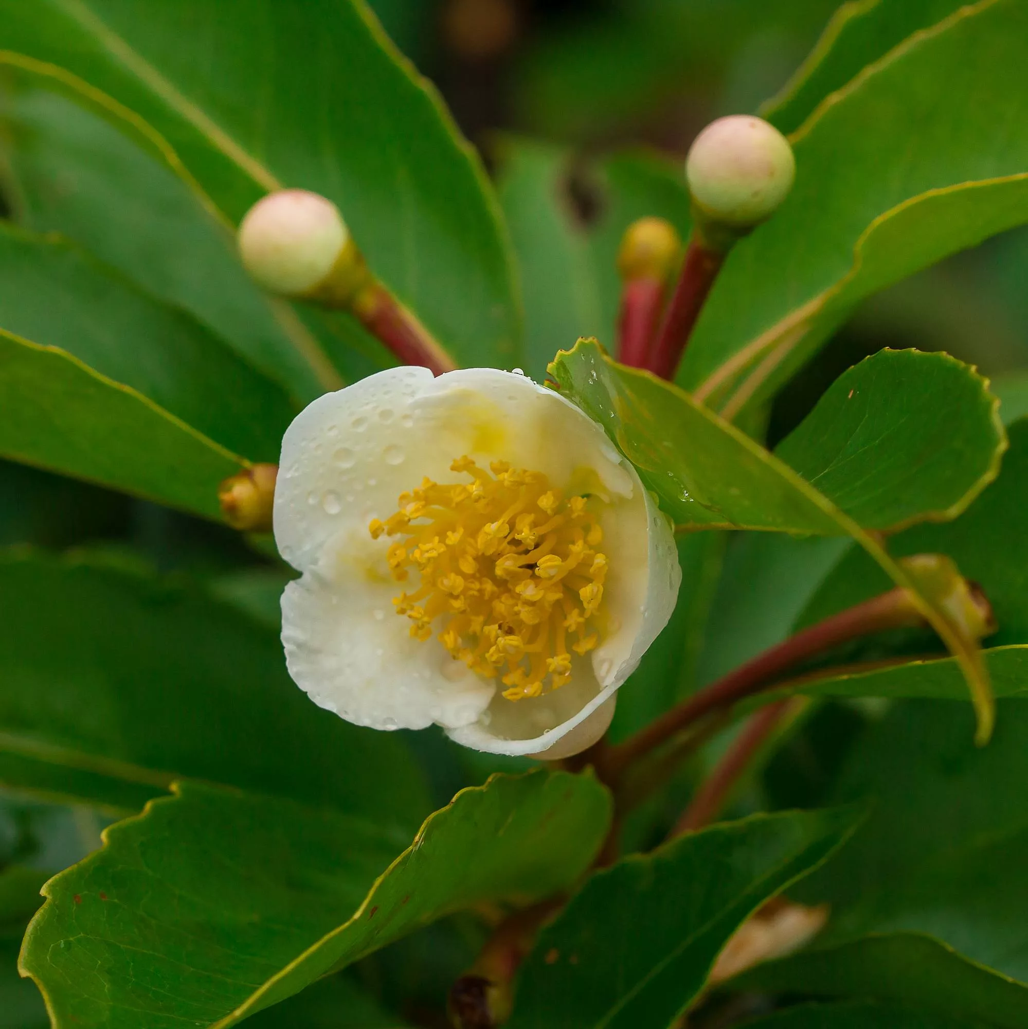 Camellia sinensis