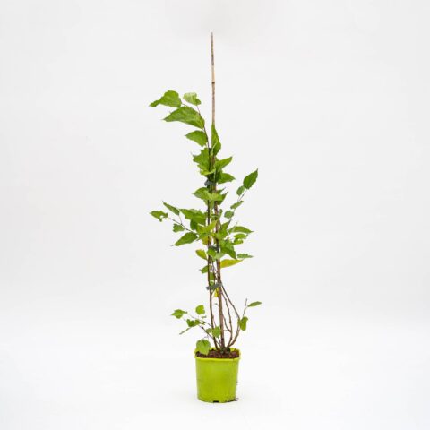 Morus rotundiloba "Mojo Berry"