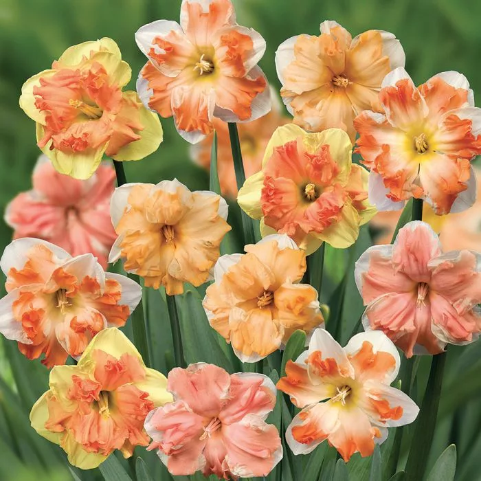 Narciso Split Corona Mix