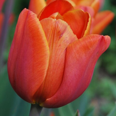 Tulipano Annie Schilder