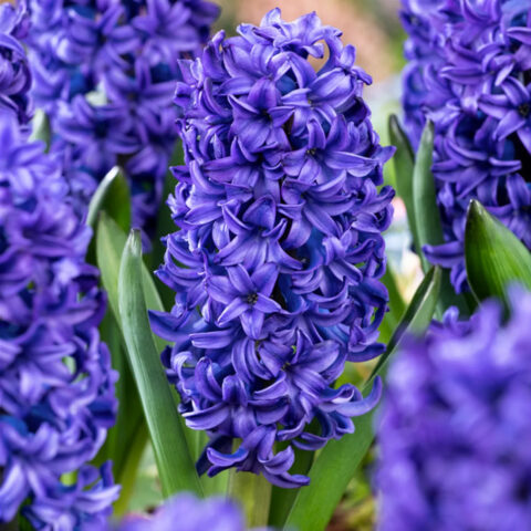 Giacinto Orientalis Blue Trophy