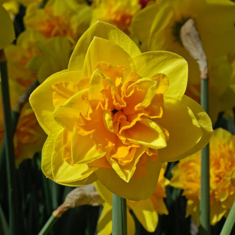 Narciso Double Sunrise