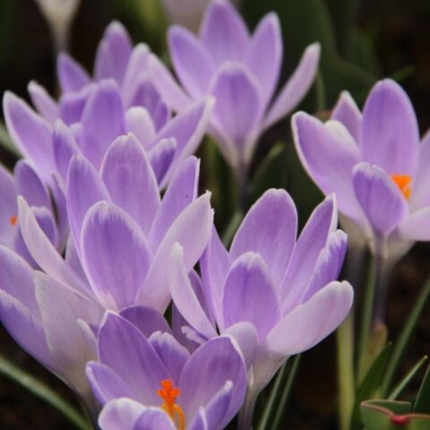 Crocus Vernus Vanguard
