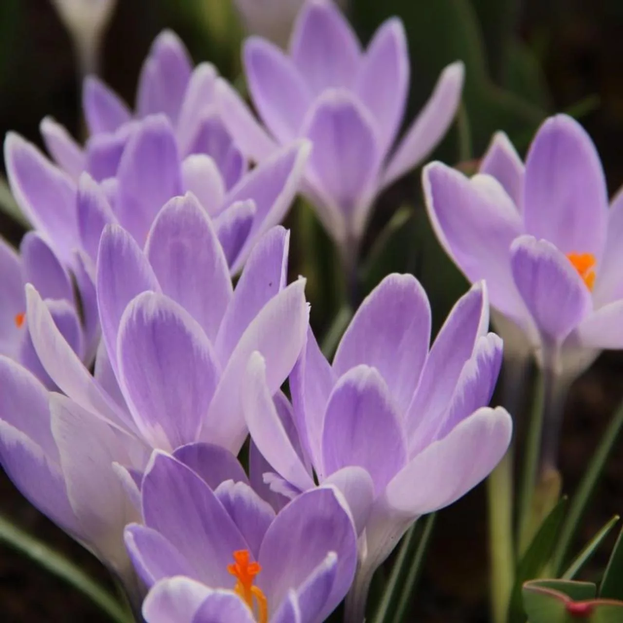 Crocus Vernus Vanguard