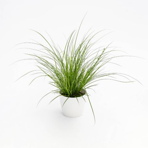 Carex brunnea