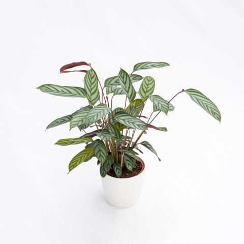 Ctenanthe oppenheimiana