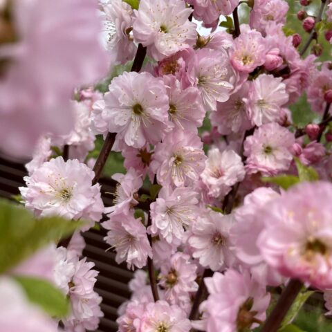 Prunus serrulata "Kiku shidare-zakura" - cespuglio