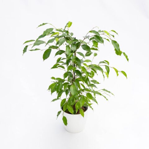 Ficus benjamina "Danita"